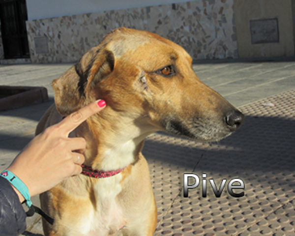 Pive-(8)web