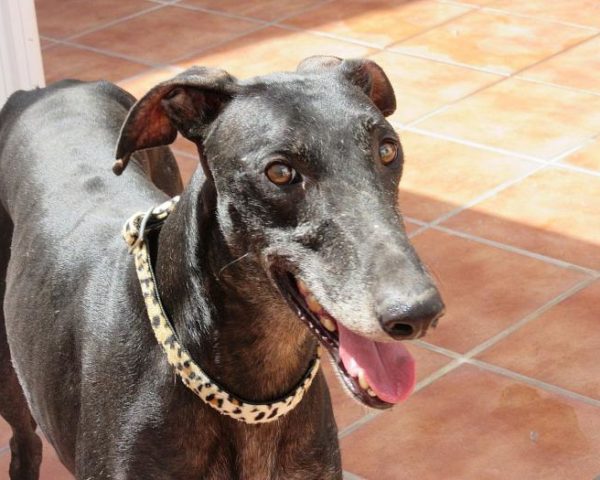 dog7949-3