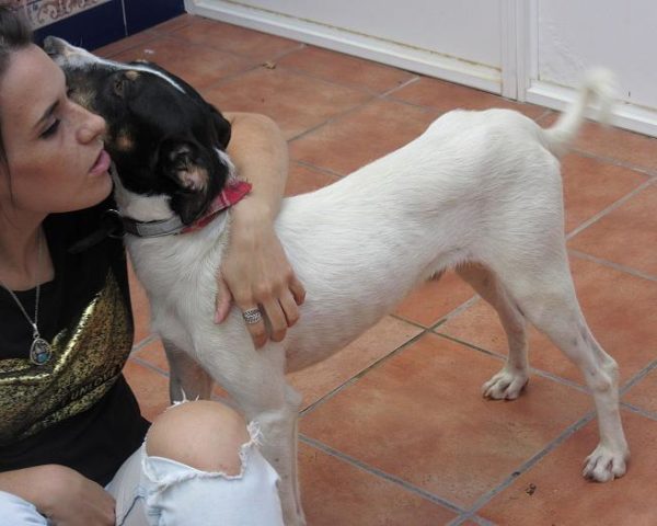 dog8003-10