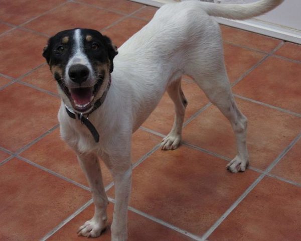 dog8003-11