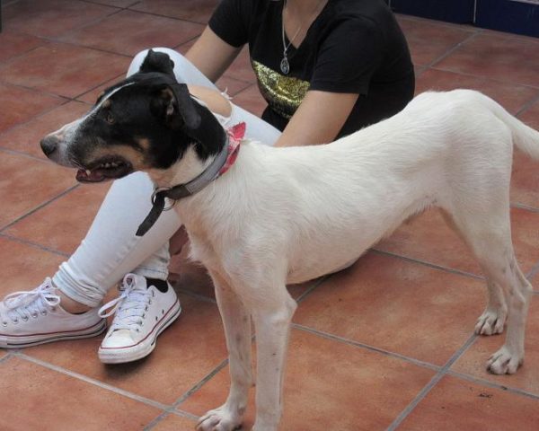 dog8003-15