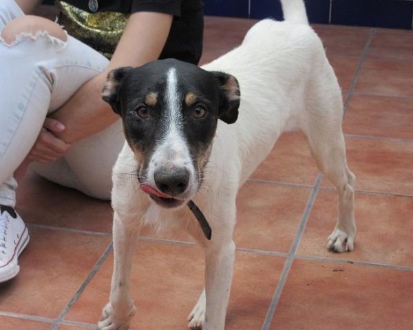 dog8003-16