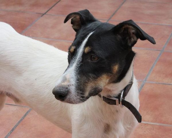 dog8003-5