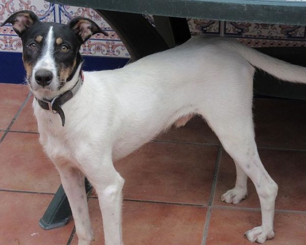 dog8003-6