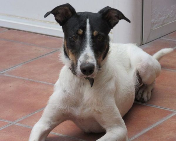 dog8003-8