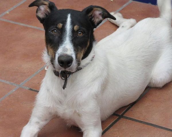 dog8003-9