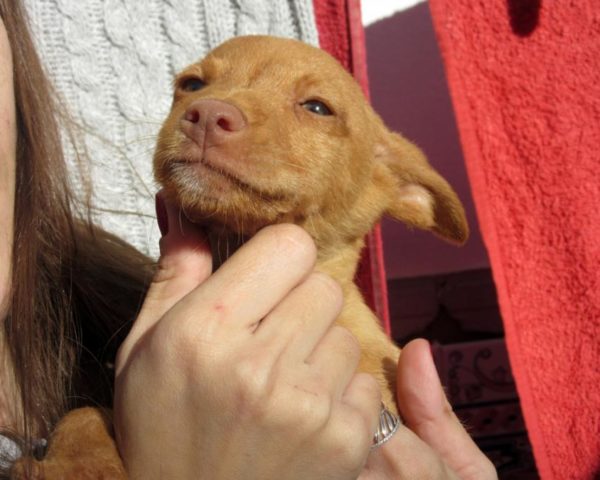 dog8189-13