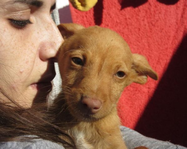 dog8189-15