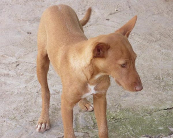 dog8189-3