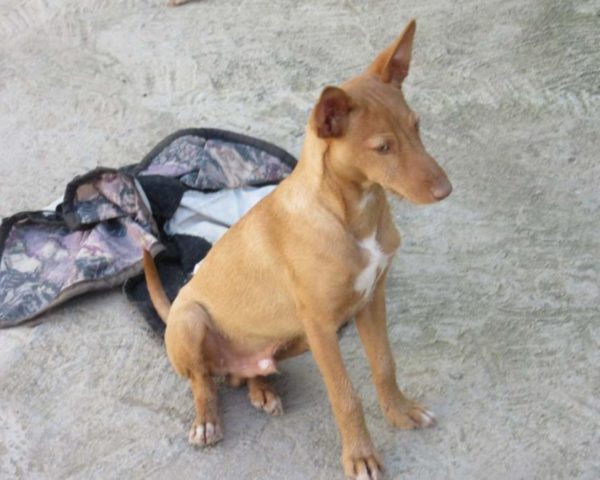 dog8189-5
