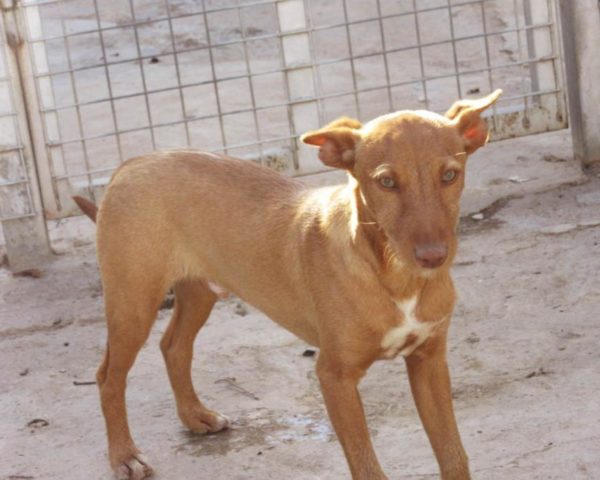 dog8189-8