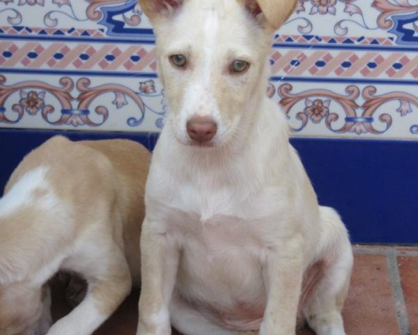 dog8323-1