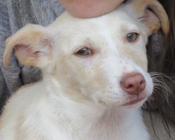 dog8323-10
