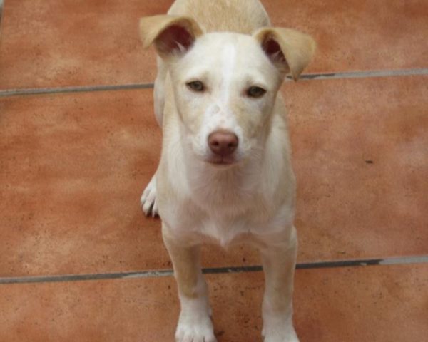 dog8323-11