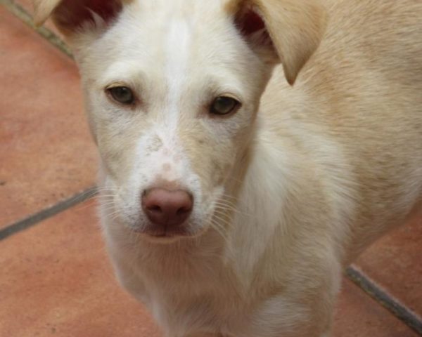 dog8323-13