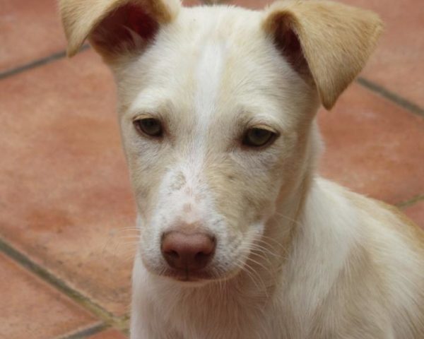 dog8323-15