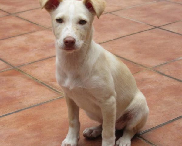 dog8323-16