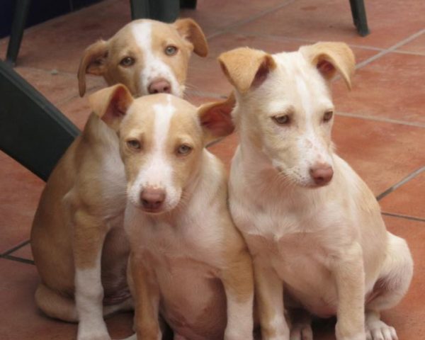 dog8323-18