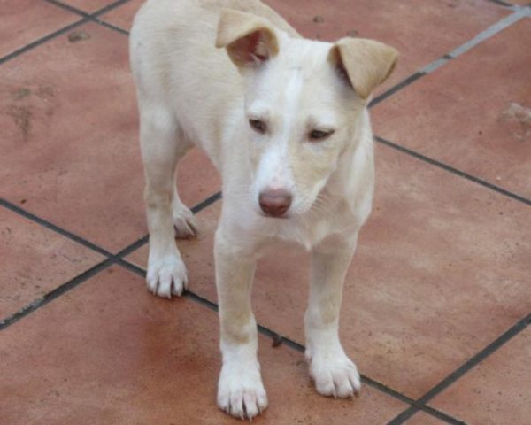dog8323-2