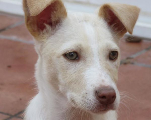 dog8323-3