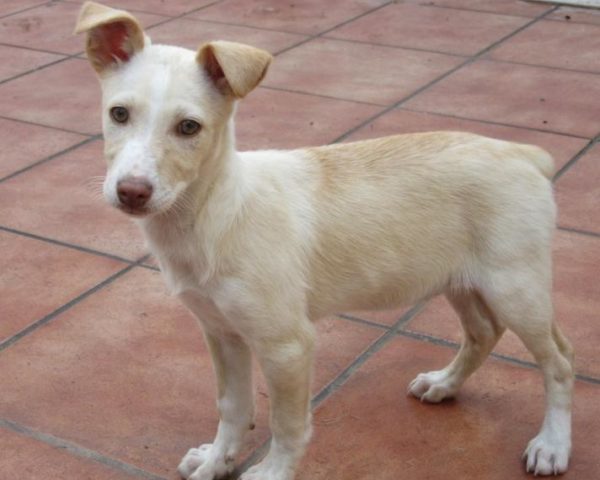 dog8323-4