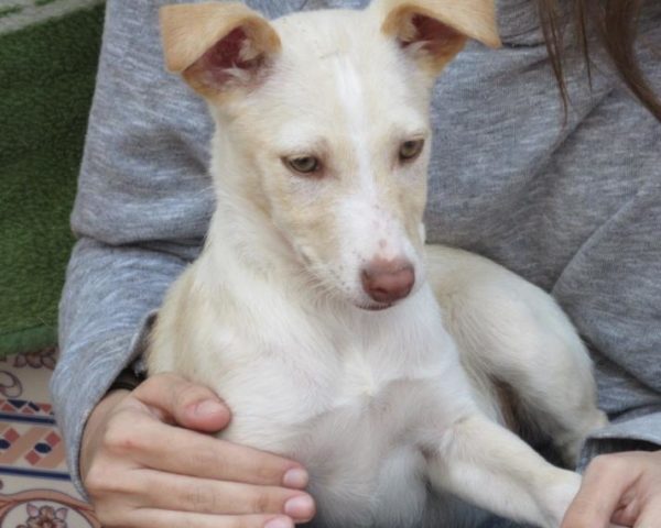 dog8323-5
