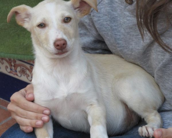 dog8323-6
