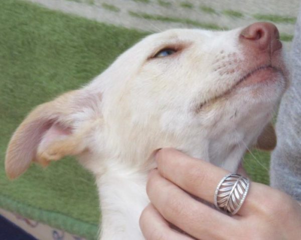 dog8323-7