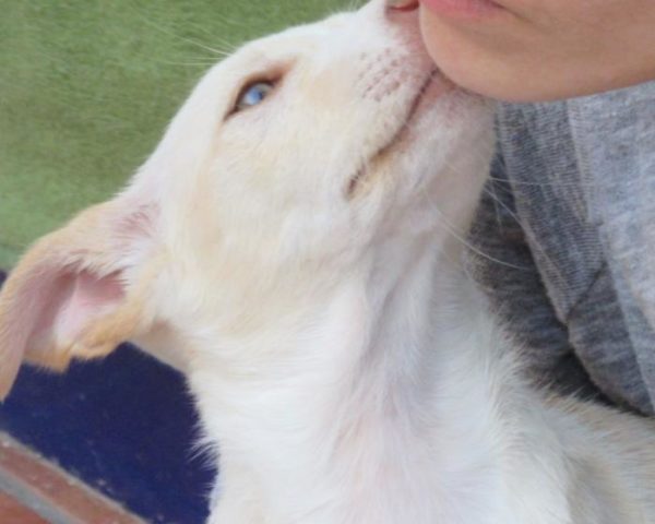 dog8323-8