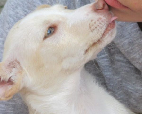 dog8323-9