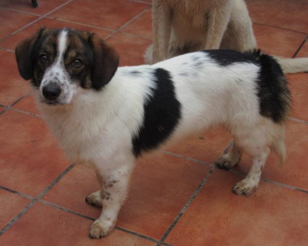 dog8342-11