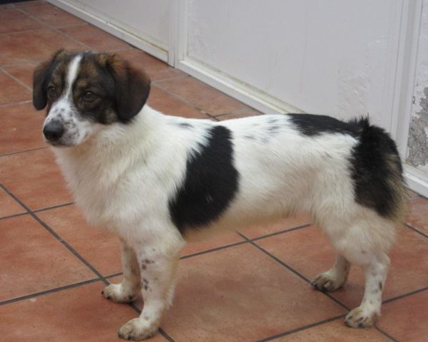 dog8342-12