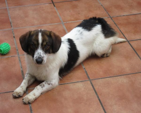 dog8342-14