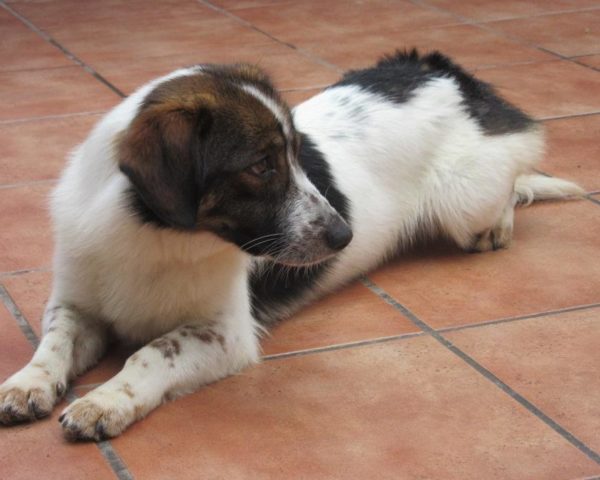 dog8342-15