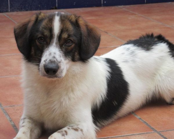 dog8342-16
