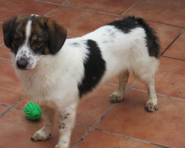 dog8342-17