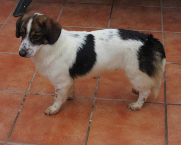 dog8342-18