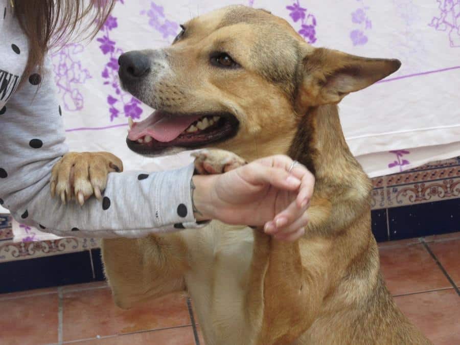 dog840217 » Tierschutzverein SOSDogs e.V.