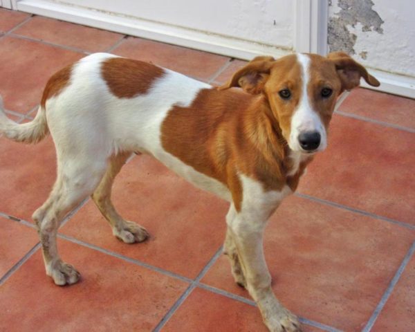 dog8494-10