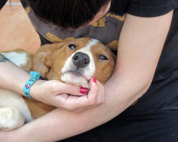 dog8494-13