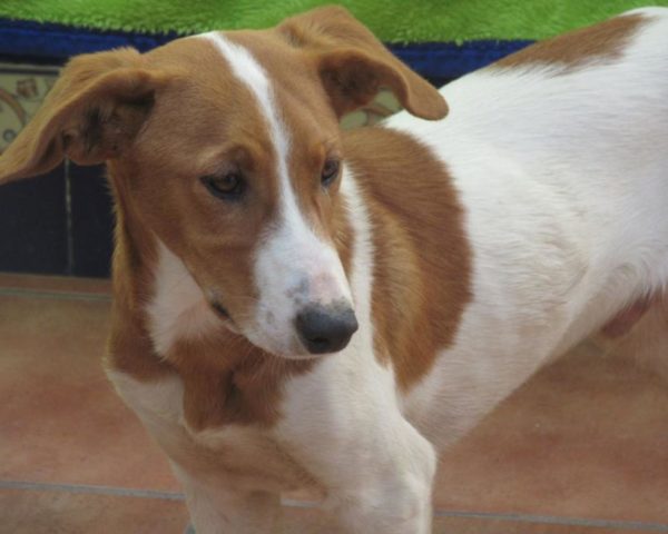 dog8494-19
