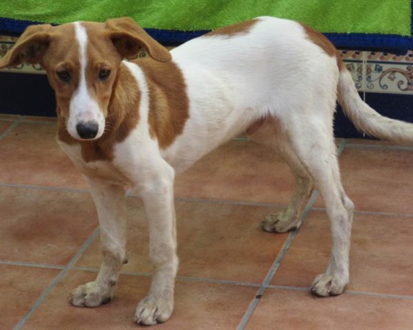 dog8494-20