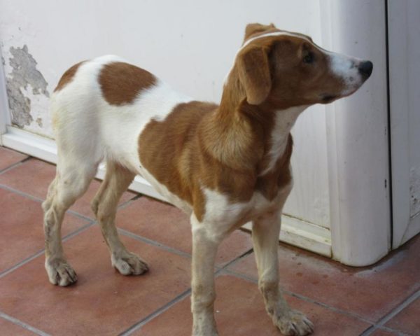 dog8494-22