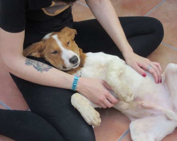 dog8494-25