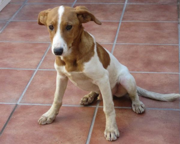 dog8494-3