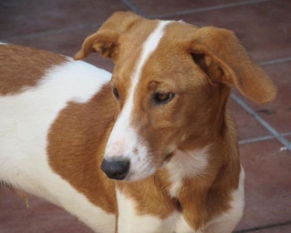 dog8494-5