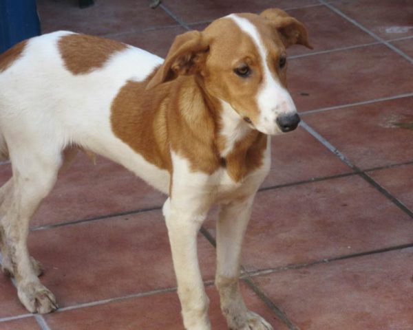 dog8494-6