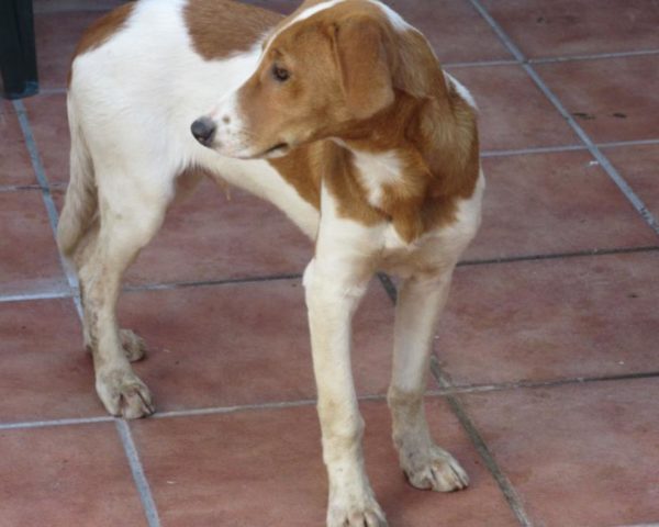 dog8494-7