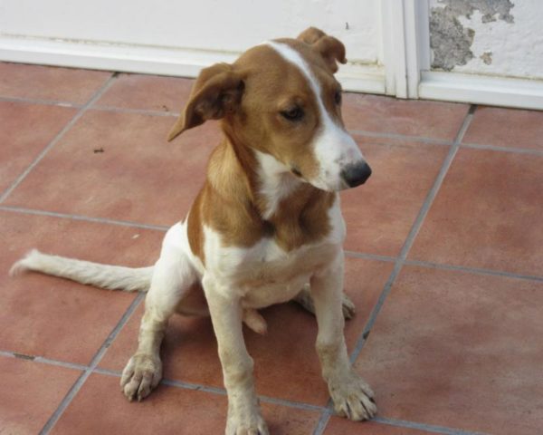 dog8494-8