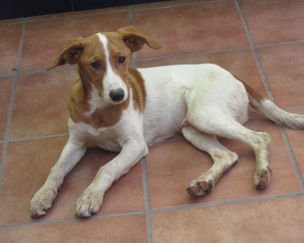 dog8494-9
